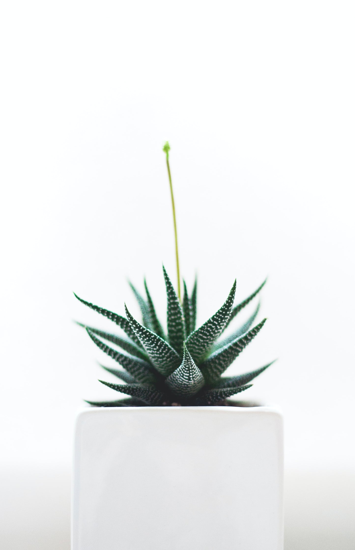 haworthia/limifolia