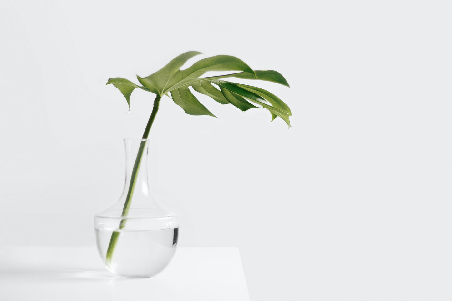 monstera/deliciosa