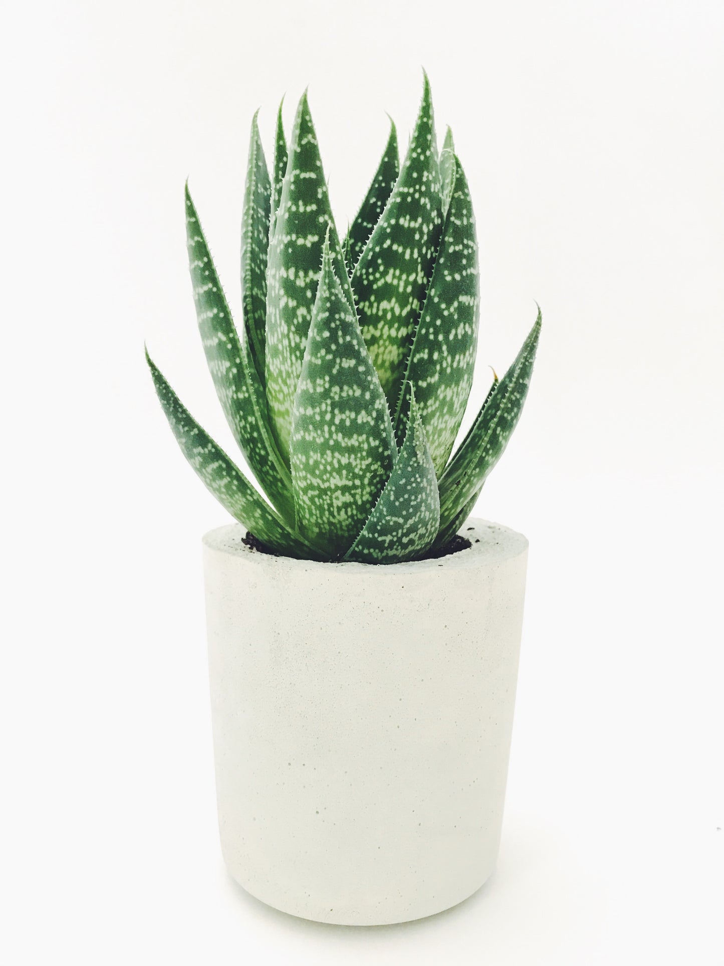 aloe vera / miller