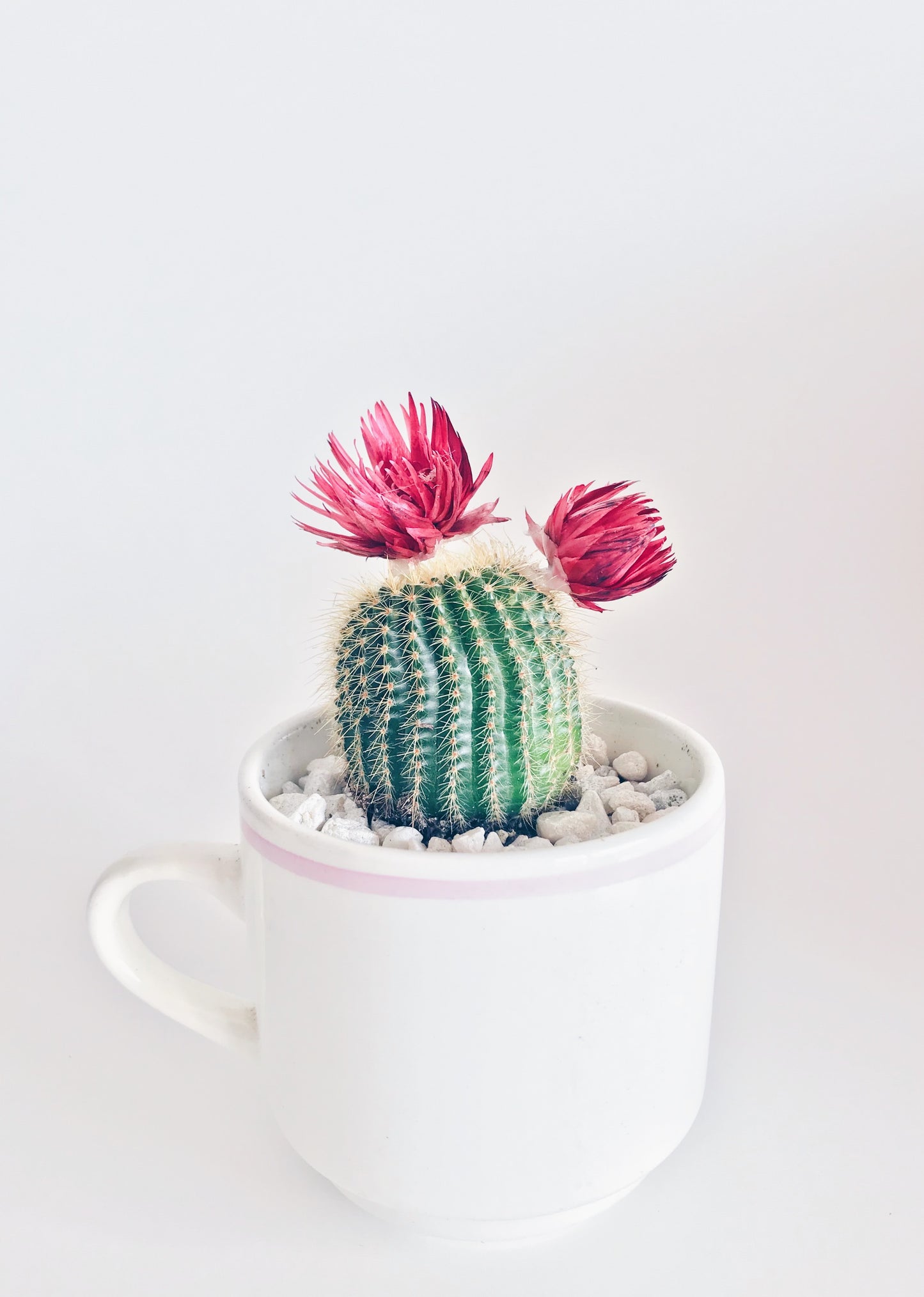 cactus / c.strausii
